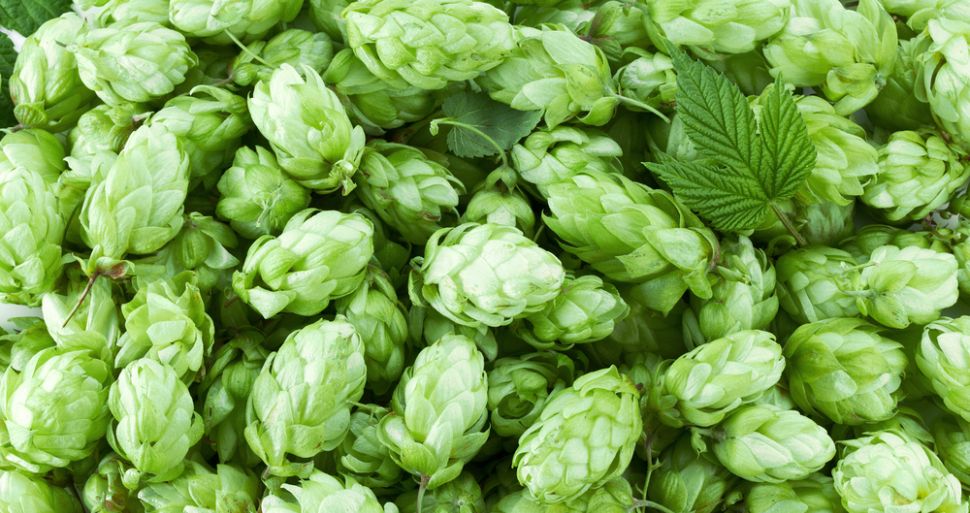 Pellets can easily be made from hops
