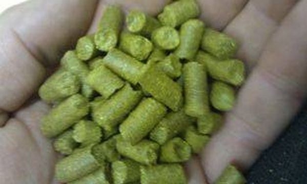 The final product – hops in the form of pellets
